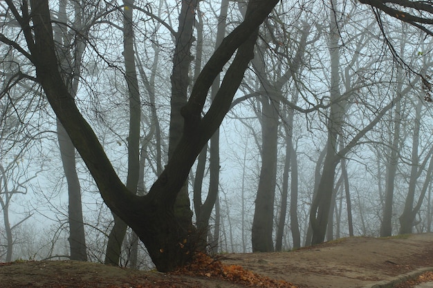 Mystical and foggy autumn park