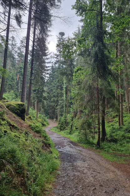 Mystical green forest background of nature hiking in the mountains