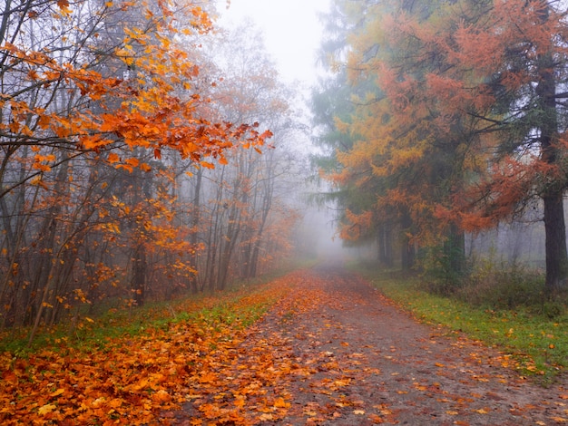 Mystical landscape with blue fog in autumn forest