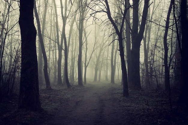 Mystical misty forest in autumn