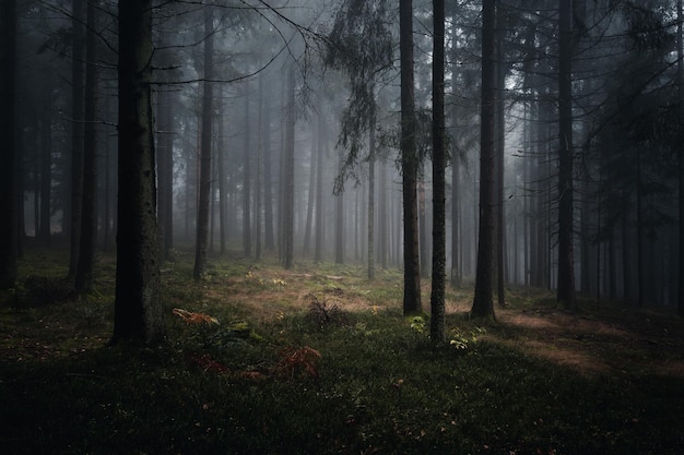 Mystischer Herbstwald mit Nebel am Abend. Waldfotos aus dem Bayerischen Wald im Herbst.