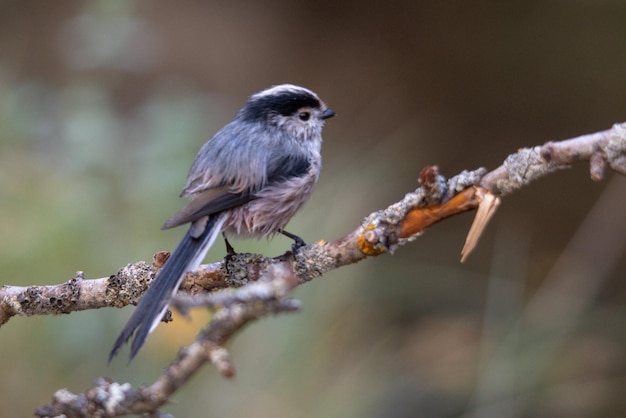 The myth is a species of passerine bird in the aegithalidae family