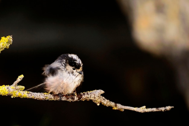 The myth is a species of passerine bird in the aegithalidae family