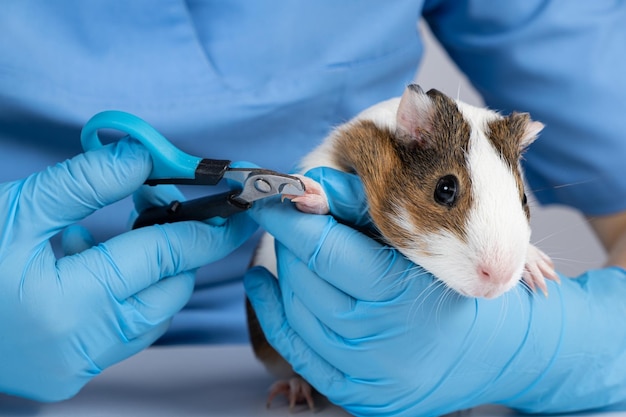 Nail trimming with a claw cut in a small guinea pig