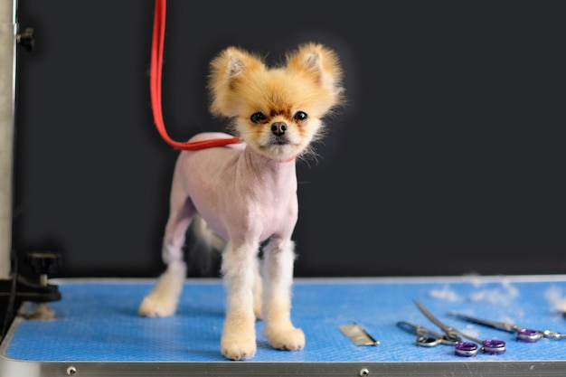 A naked Chinese crested dog stands on a table next to grooming t