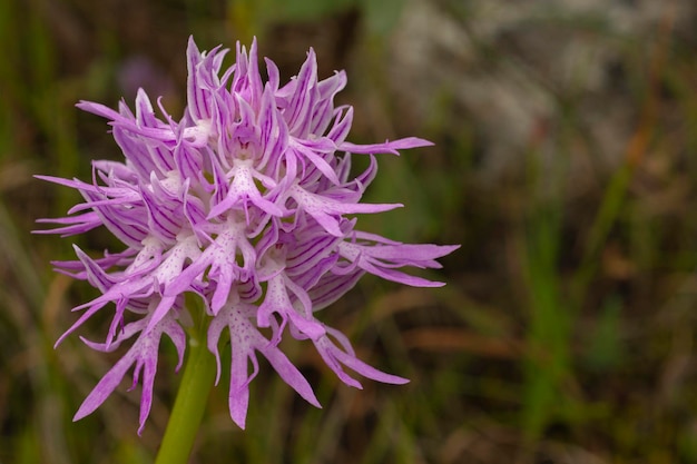 Naked man orchid or Italian orchid Orchis italica Malaga Spain