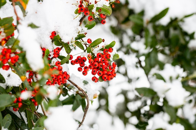 Nandina domashnaya nandina heavenly bamboo or sacred bamboo Red berries under the snow Winter background