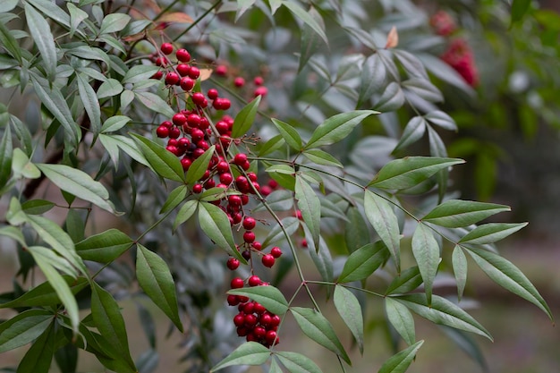 Nandina domestica nandina heavenly bamboo or sacred bamboo a species of flowering plant in the family Berberidaceae