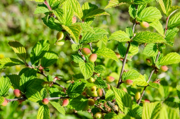 The Nanking cherry (Prunus tomentosa) on the branch