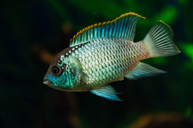 Nannacara Blue aquarium fish   algae Cichlids.