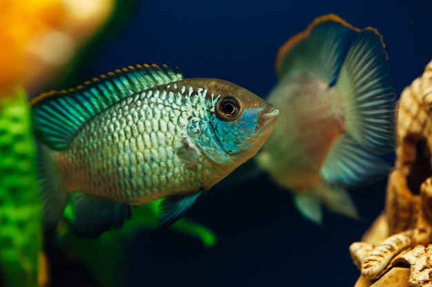 Nannacara. Two blue fish on aquarium of each other