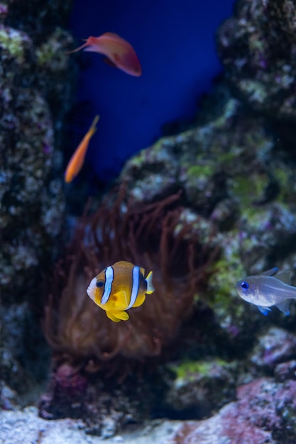 Naples Aquarium Anton Dorn is the oldest aquarium in all of Italy Inside it there are 19 aquariums and 200 specie divided into animals and plants