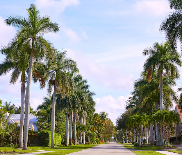 Naples beach streets with palm trees Florida US