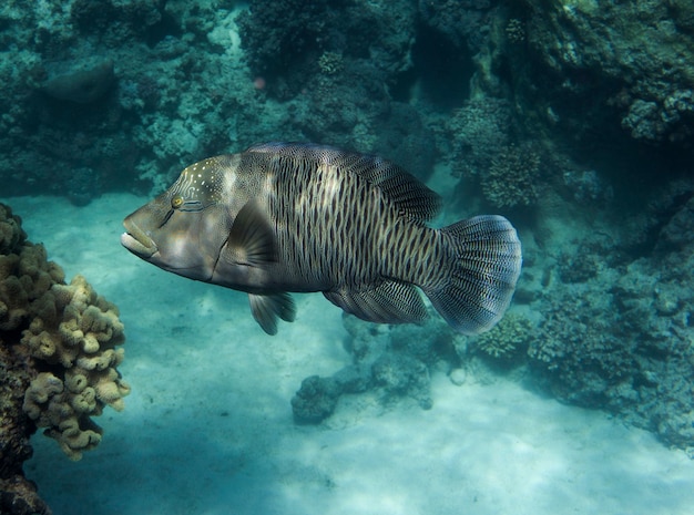 Napoleonfisch or Cheilinus undulatus swimming under water