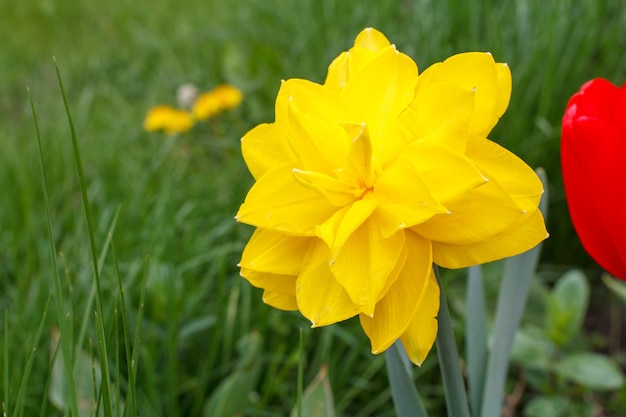 Narcissus flower Beautiful yellow flower of a daffodil growing in the garden