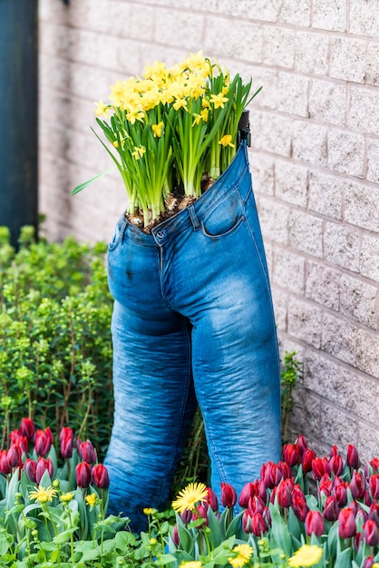 Narcissus flower. funny flower pot