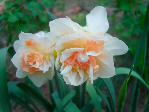 Narcissus flower in green foliage photo