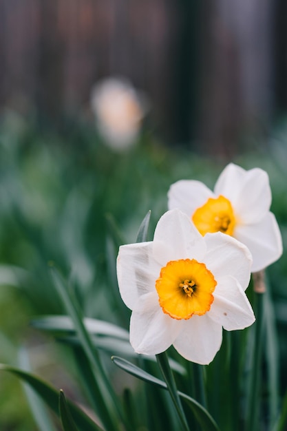 Photo narcissus flower narcissus daffodil flowers and green leaves background nice butterfly