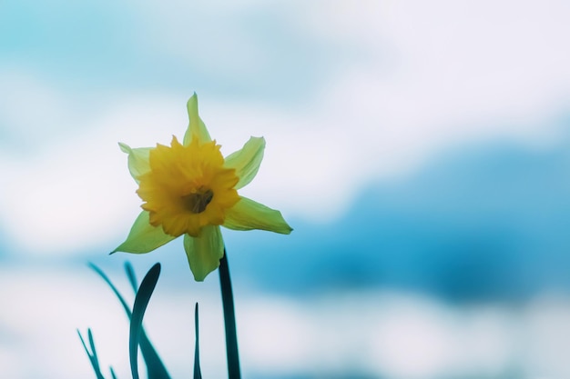 Narcissus flowers in flowering season