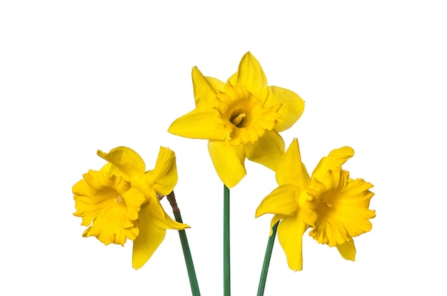 Narcissus flowers on white background