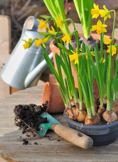 Photo narcissus and potting