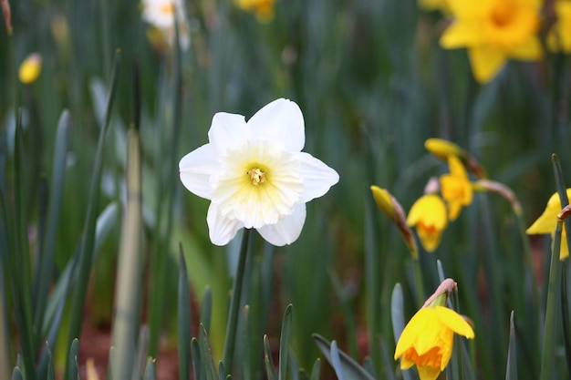 Photo narcissus pseudonarcissus wild daffodil or lent lily is a perennial flowering plant