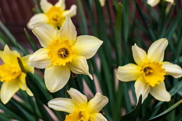 Narcissus yellow variety of narcissus with a large cup