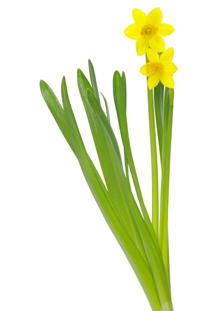 Narcissus