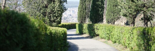 Narrow alley among thujas and bushes in summer beautiful alley concept