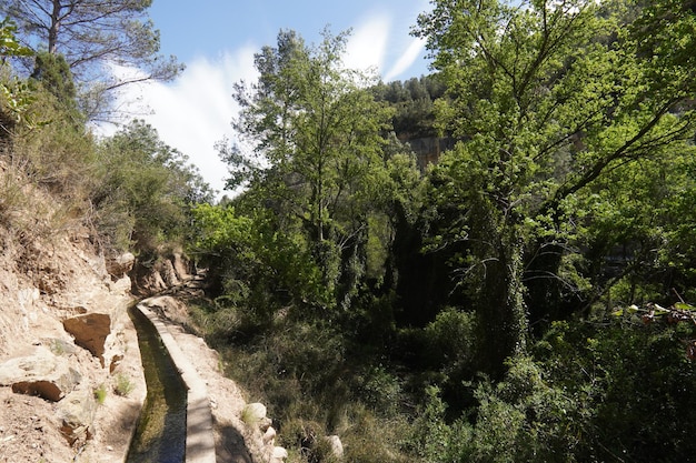 A narrow canal in the forest with trees and a blue sky