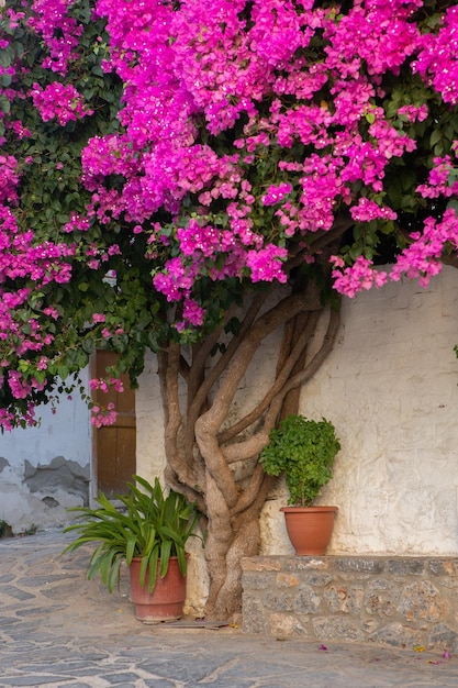 Narrow and colorful street in the village of Kritsa in the island of Crete