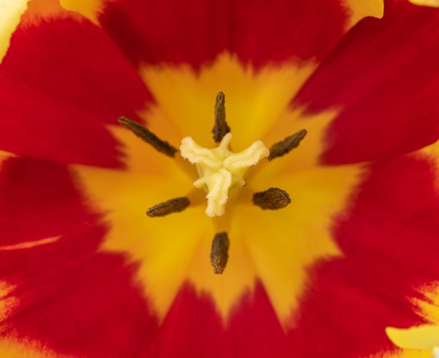 Narrow focus closeup of red and yellow tulip flower