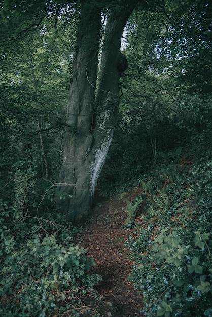 Narrow footpath in the green forest in Ireland