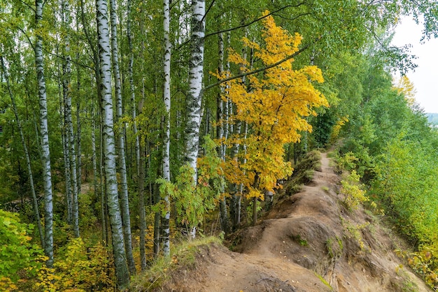 A narrow forest path in the autumn forest among the birches