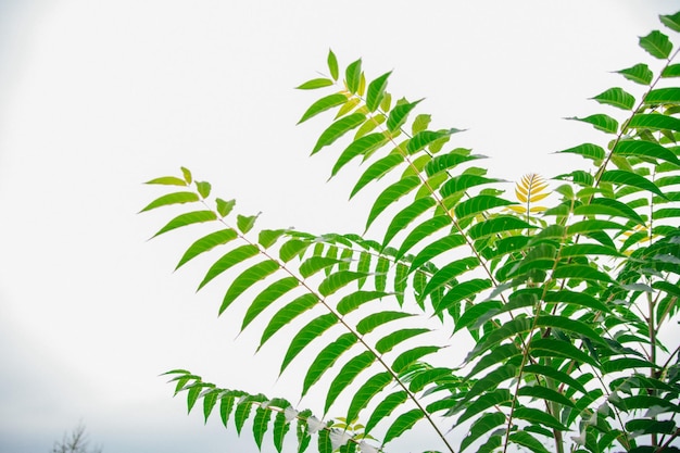 Narrow and long green leaves against the sky Natural background and texture Environment ecology Garden Space for text