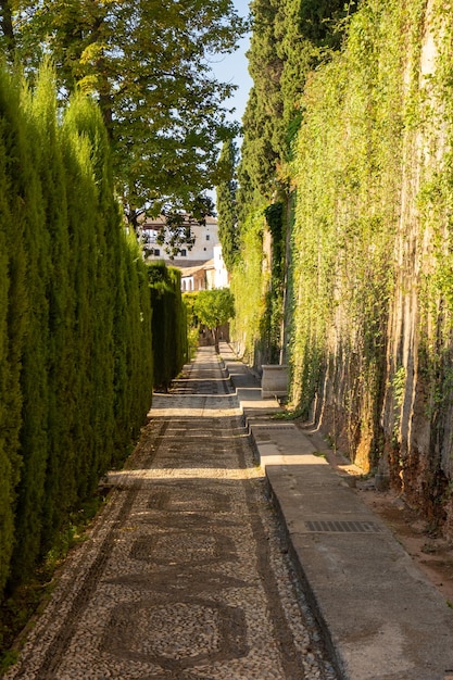 Narrow path of green trees in the gardens of the Alhambra