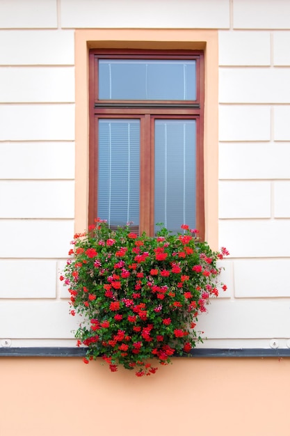 Narrow window with brown frame and beautiful red flowers on a background of the white brick wall