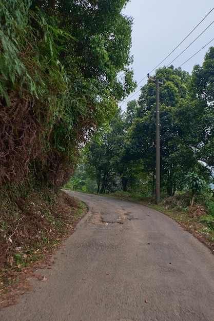 The Narrow Worn Path Weaving Amidst Green Forests Suitable for Just One Car