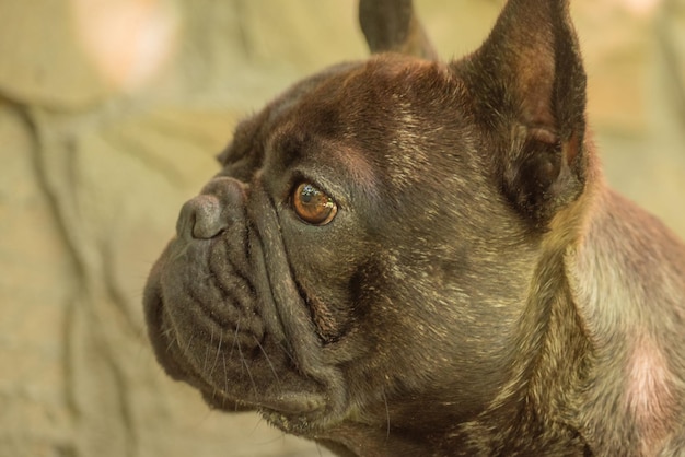 A narrow zone of focus on the eyes A young dog of the French bulldog breed on a sunny day