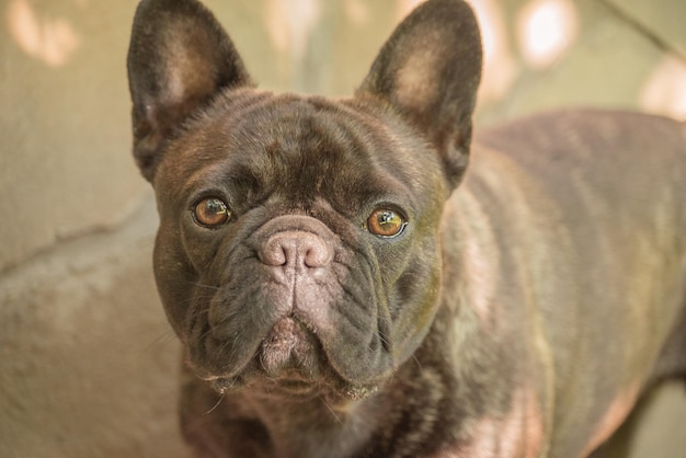 A narrow zone of focus on the eyes A young dog of the French bulldog breed on a sunny day