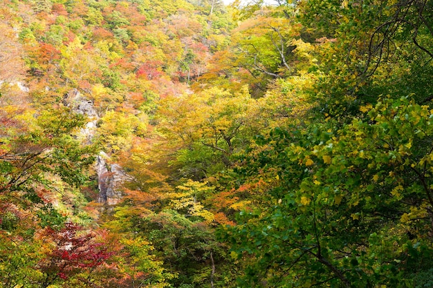 Naruko Gorge with colorful autumn foliage