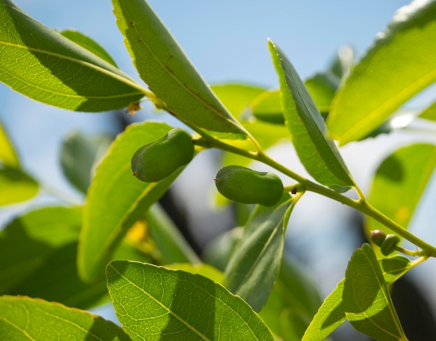 Nascent green fruits Simmondsia chinensis jojoba immature pilaf on a tree in Greece