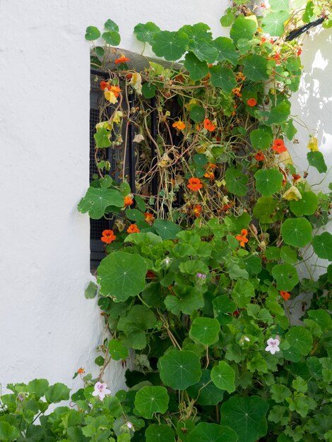 Nasturtium climbing a wall in Casares Spain