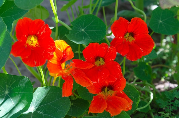 Nasturtium flowers red flowers on a ridge in the garden