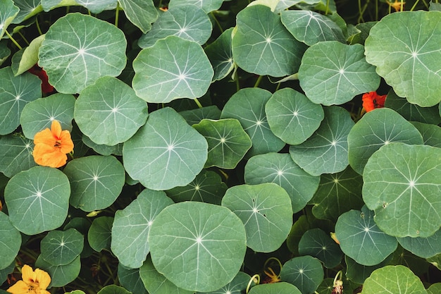 Nasturtium plant leaves in the garden Monks Cress Tropaeolum majus edible plants growing