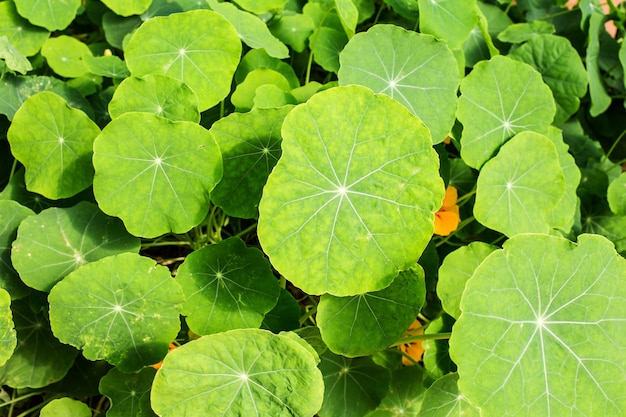 Nasturtium plants in the garden,green leaves on backyard