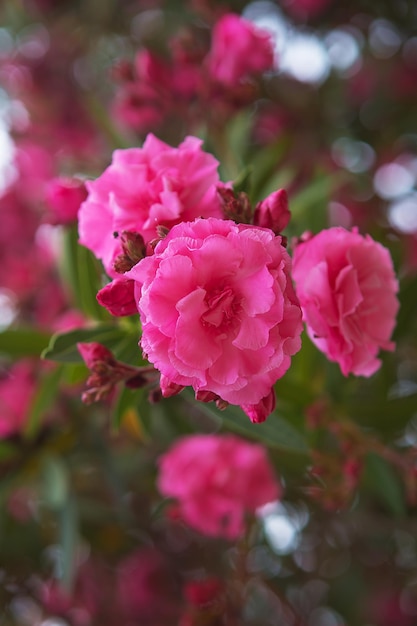 National pink flowers that blossom in Turkey