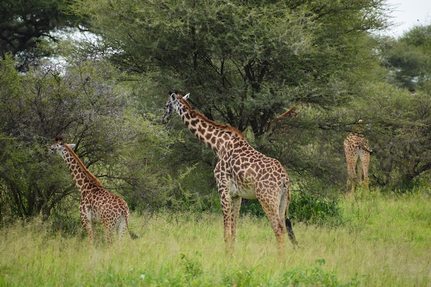 national reserve in Tanzania in Africa a picturesque park with wild animals