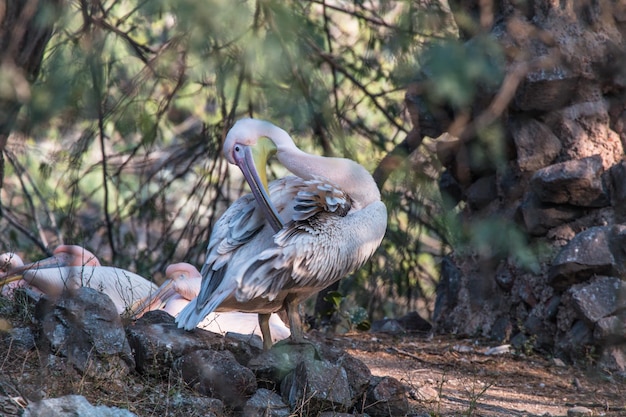 National Zoological Park New Delhi India