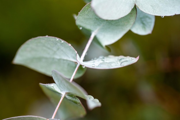 Native coastal plants in tasmania australia